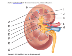 <p>a) A</p><p>—</p><p>A = <strong>Renal cortex</strong></p><p>B = <strong>Renal medulla</strong></p><p>C = <strong>Renal column</strong></p><p>D = <strong>Renal pyramid</strong> (in <strong>Renal medulla</strong>)</p><p>E = <strong>Renal sinus</strong></p><p>F = <strong>Renal papilla</strong></p><p>G = <strong>Renal capsule</strong></p><p>H = <strong>Nephron</strong></p><p>I = Collecting Duct (Urine Drainage Path 1)</p><p>J = <strong>Papillary duct</strong></p><p>K =<strong> Minor calyx</strong></p><p>L = <strong>Major calyx</strong></p><p>M = <strong>Renal pelvis</strong></p>