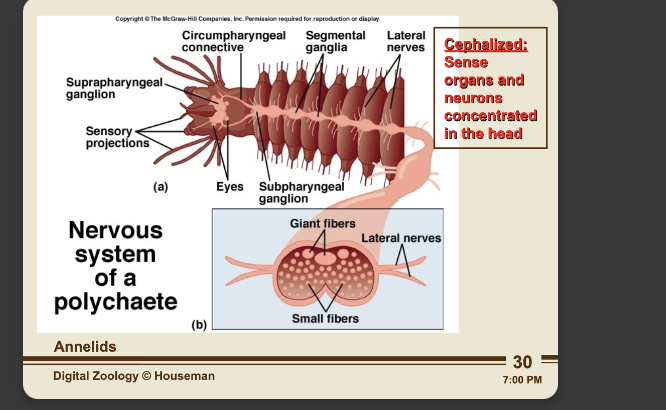<p>annelid nervous system info card flip for more (cephalization) </p>