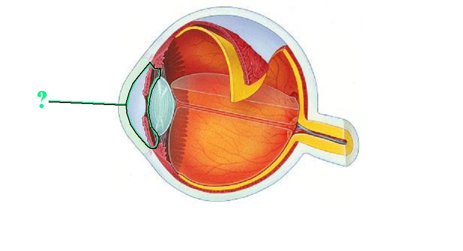 <p>Identify the indicated space</p>