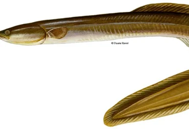 <p><span>Anguilla rostrata</span><br><span>• ELONGATE, SERPENTINE BODY<br>• SMALL, ROUNDED PECTORAL FINS</span></p>
