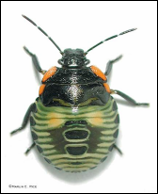 <p>Identify the…</p><ol><li><p>Insect</p></li><li><p>Order</p></li><li><p>Stage</p></li><li><p>Mouthpart</p></li></ol><p></p>