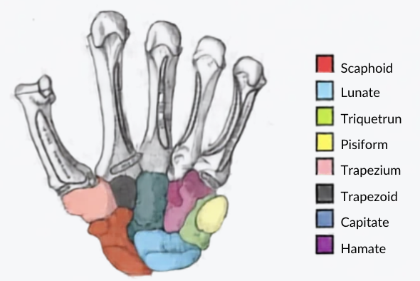 <p>scaphoid, lunate, triquetrun, pisiform</p>