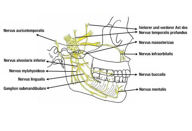 <ol start="4"><li><p><strong>Nervus lingualis</strong> (pterygomandibuláris térben és a sublingualis rekeszben fut) — <strong>n. sublingualis, rr. linguales</strong></p></li><li><p><strong>Nervus alveolaris inferior </strong>(canalis mandibularis és foramen mentalen ki ) — <strong>rr. dentales inferiores(plexus dentalis inferior), rr. gingivales inferiores</strong></p></li><li><p><strong>N. mentalis </strong>= állcsúcs és alsó ajak bőre — <strong>rr. mentales, rr. labiales inferiores</strong></p></li></ol><p></p>