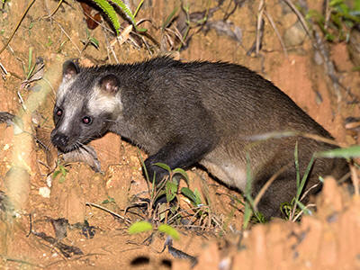 <p>small, nocturnal, fur: reddish/grey, black and white facial mask, lips chin and throat are white, long tail, “sideburns”</p>