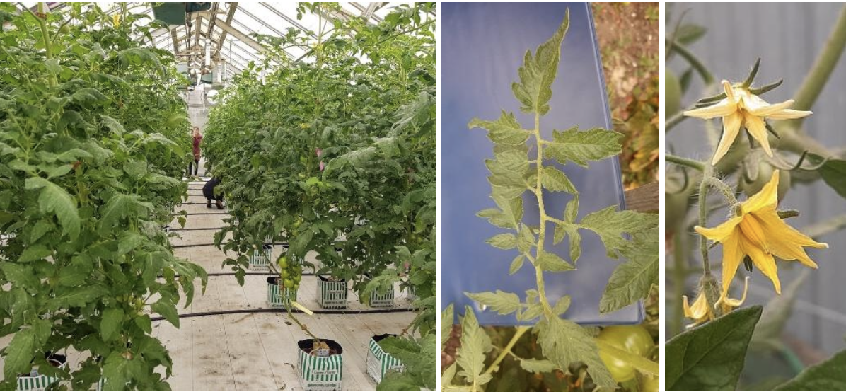 <p><strong>Plant family:</strong> Solanaceae<br><strong>Life cycle:</strong> Annual<br><strong>Key persistence / spread:</strong> Seed only<br><strong>Farming systems:</strong> Vegetable cropping, protected cultivation</p><p><strong> How to identify</strong></p><p>This plant grows as an upright to sprawling herb with soft, hairy stems that often require support. Leaves are compound with irregularly sized leaflets, giving a jagged appearance.</p><p>Foliage has a strong, distinctive smell when crushed. Yellow star‑shaped flowers are produced in clusters along the stem.</p><p>Fruits develop from flowers into fleshy, smooth‑skinned berries. As plants mature, lower leaves often yellow and die back while upper growth continues.</p>