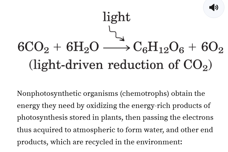 <p>photoautotrophs and chemotrpohs </p>
