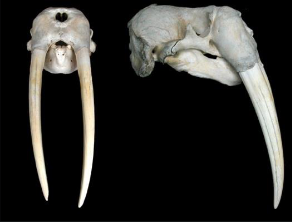 <p>Odobenus rosmarus</p>