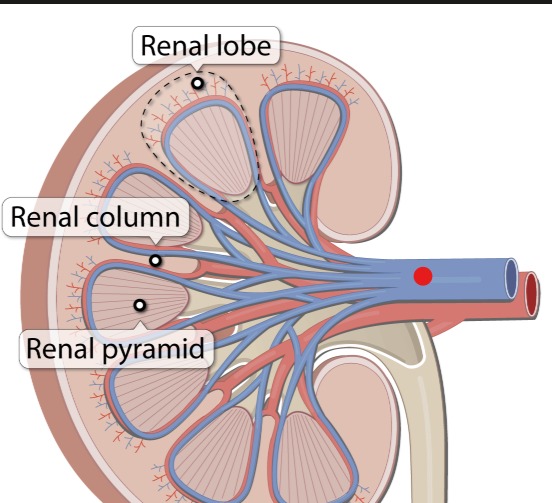<p>renal pyramid</p>