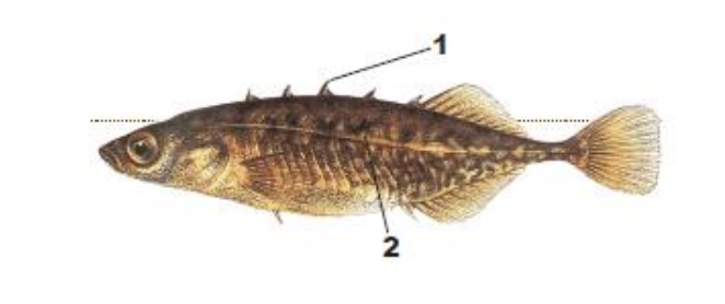 <p>1) 4-7 (usually 5) short dorsal spines</p><p>2) deep, thin body with no bony plates on sides</p>