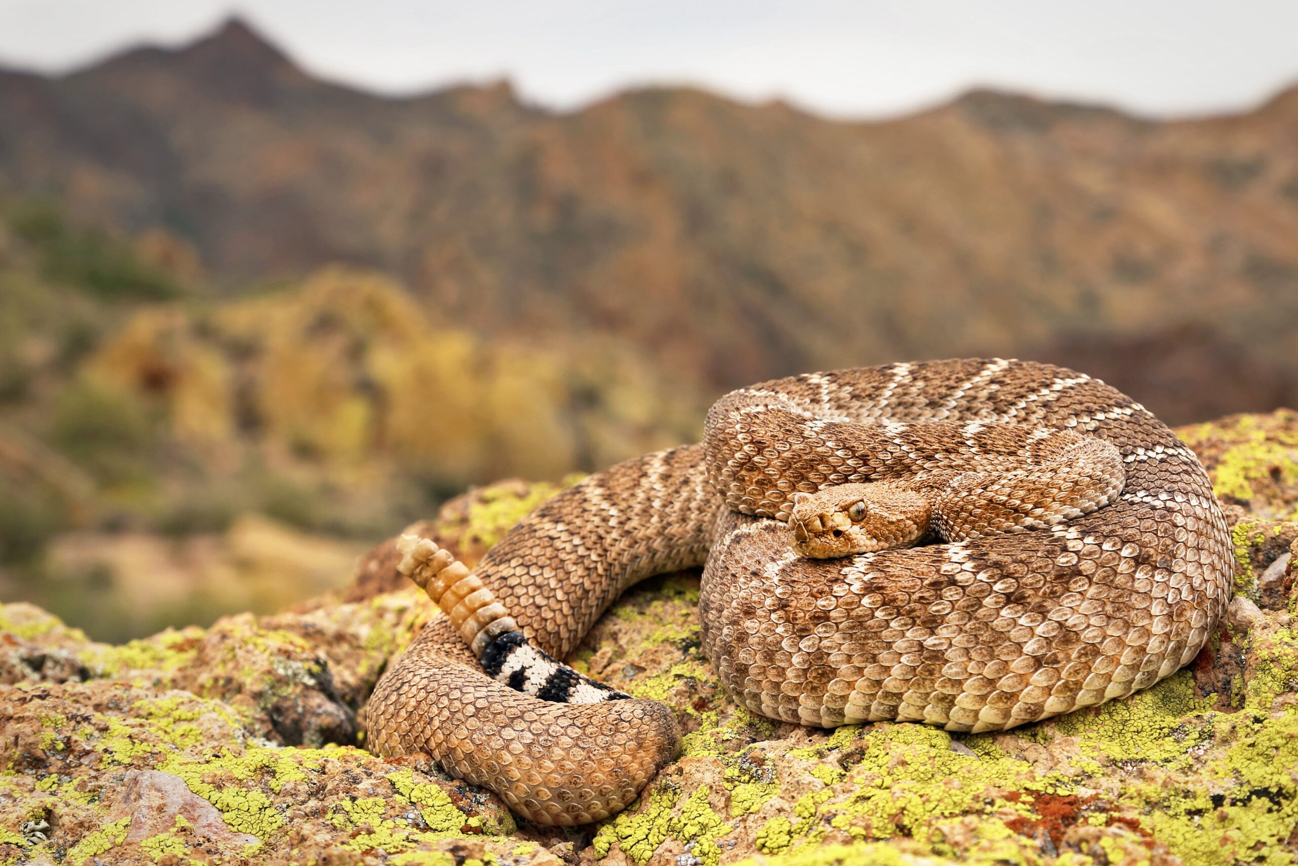 <p>Crotalus atrox</p>