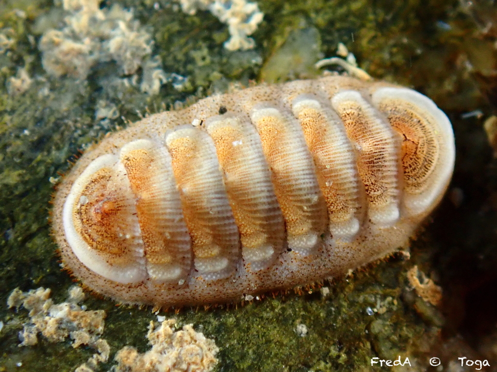 <p>class polyplacophora example and body plan</p>