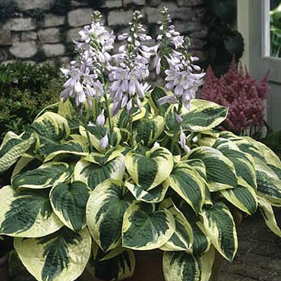 <p>Hostaceae</p><p>5 color groups</p><p>green, blue, gold, medial variegated, marginal variegated</p><p>basal leaves</p><p>long flower stalk if in bloom</p><p>alternate along stem</p><p>sharp coneflower-like dried flower (schizocarp)</p>
