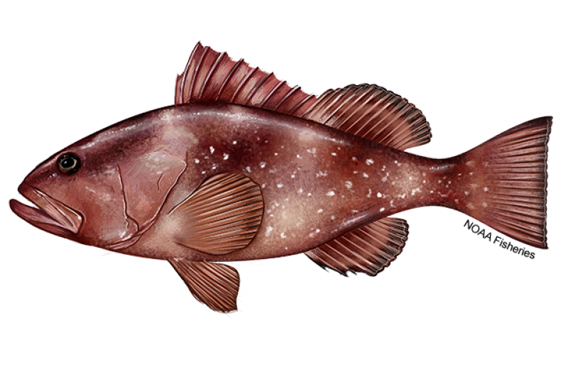 <p>Aleta dorsal recta: A diferencia de otros meros, la membrana de su aleta dorsal espinosa no tiene muescas ni cortes; forma una línea limpia y recta. Además, su segunda espina dorsal es notablemente más larga que las demás.</p><p class="has-focus">.Manchas en la piel: Su cuerpo presenta manchas blancas difusas e irregulares en los costados, acompañadas de diminutos puntos negros alrededor de los ojos y el hocico.</p><p class="has-focus">Aletas pectorales: Sus aletas pectorales son visiblemente más largas que sus aletas pélvicas.</p><p class="has-focus">Cola cuadrada: La aleta caudal (la cola) es completamente plana o cuadrada en el borde, no redondeada.</p>
