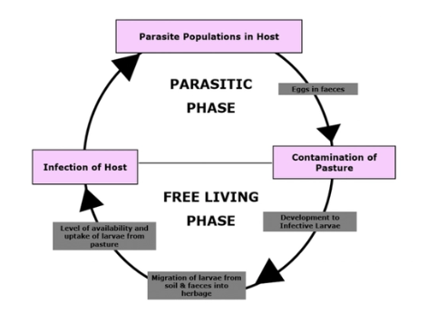 <p><u>Faeces (Egg → L2):</u></p><ol><li><p><strong>Oxygen</strong></p></li><li><p><strong>Warm faeces </strong>(optimum 25 - 27˚C)</p><ul><li><p>No development when <10˚C → Exponential increase in rate of development BUT fewer larvae develop to [L3] due to mortality</p></li><li><p>>40 - 50˚C = Lethal</p></li></ul></li><li><p><strong>Moist conditions</strong> = Required for feeding, movement and to avoid desiccation</p><ul><li><p>L1 and L2 more susceptible to desiccation than eggs and [L3]</p></li><li><p>Larval desiccation and death does NOT occur in NZ due to lack of severe enough droughts</p></li></ul></li></ol><p></p><p><u>Survival of [L3]:</u></p><ol><li><p><strong>Moisture</strong></p><ul><li><p>Insufficient droughts in NZ to spell pasture</p></li></ul></li><li><p><strong>Temperature</strong> (optimum 10˚C)</p><ul><li><p><10˚C → Quiescent</p></li><li><p><em>Haemonchus</em>: Winter too cold → Cannot overwinter on pasture (survives year-to-year in animals)</p></li></ul></li><li><p><strong>Relies on stored metabolites</strong> (higher temperature = More active BUT faster use of metabolites)</p></li></ol><p></p>