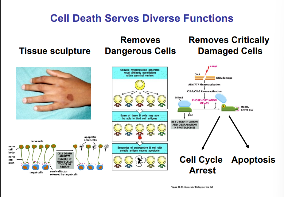 <p><span style="background-color: transparent;"><strong>Cell Death: Functions and Importance</strong></span></p>