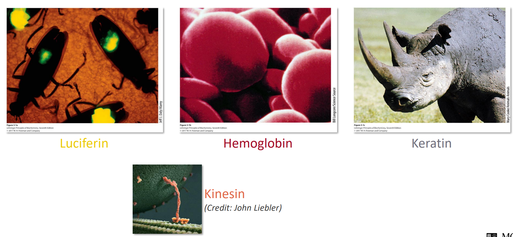 <p>What are proteins </p>
