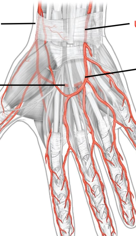 <p>Palmar side</p>