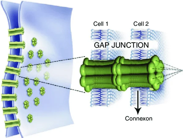 <p>gap junctions between cells called electrical synapses that make Connexon proteins</p>
