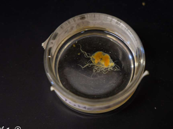 <p>Phylum &amp; Name?</p>