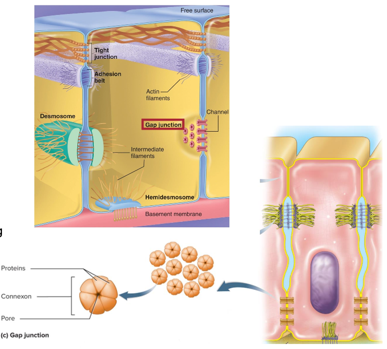 <p>• AKA Communicating Junction</p><p class="p1">• 6 proteins forming a large channel</p><p class="p1">• Solutes and water pass through cell-to-cell</p><p class="p1">• Allows near-instant communication</p><p class="p1">• Common in smooth muscle & cardiac muscle</p>