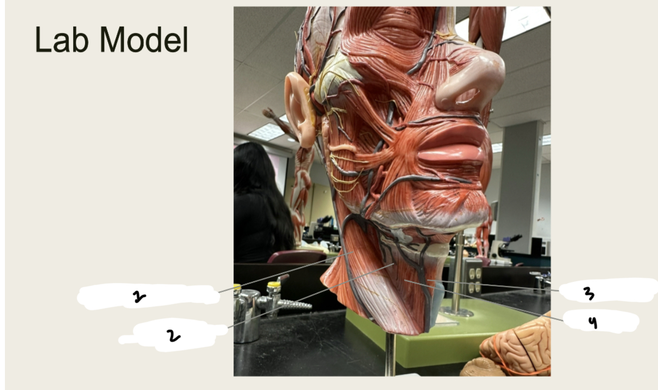 <p>1.XX</p><p>2.XX</p><p>3.XX</p><p>4.XX</p>