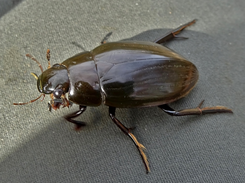 <p></p><p>rad:</p><p>druh:</p>