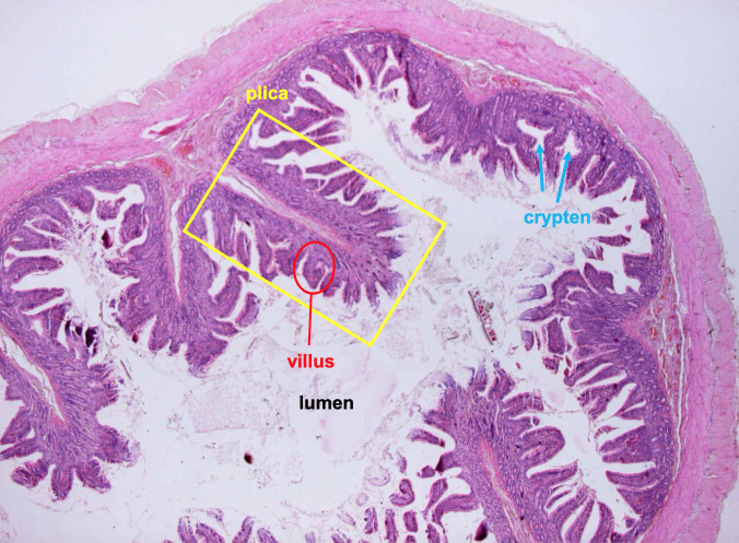 term image