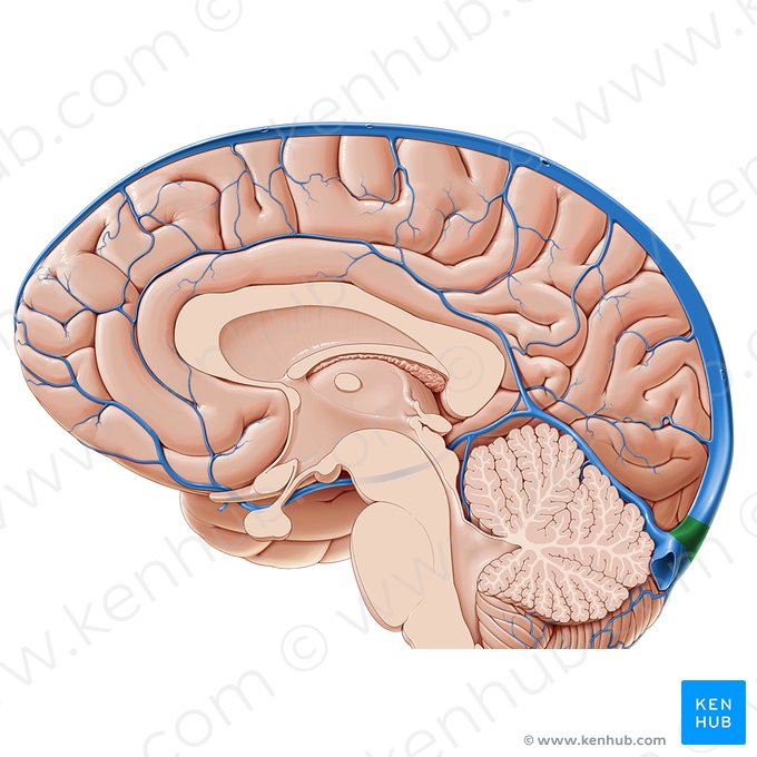 <p>Where is the confluence of sinuses located?</p>