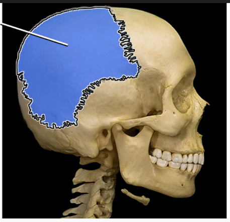 <p>What structure is indicated</p>