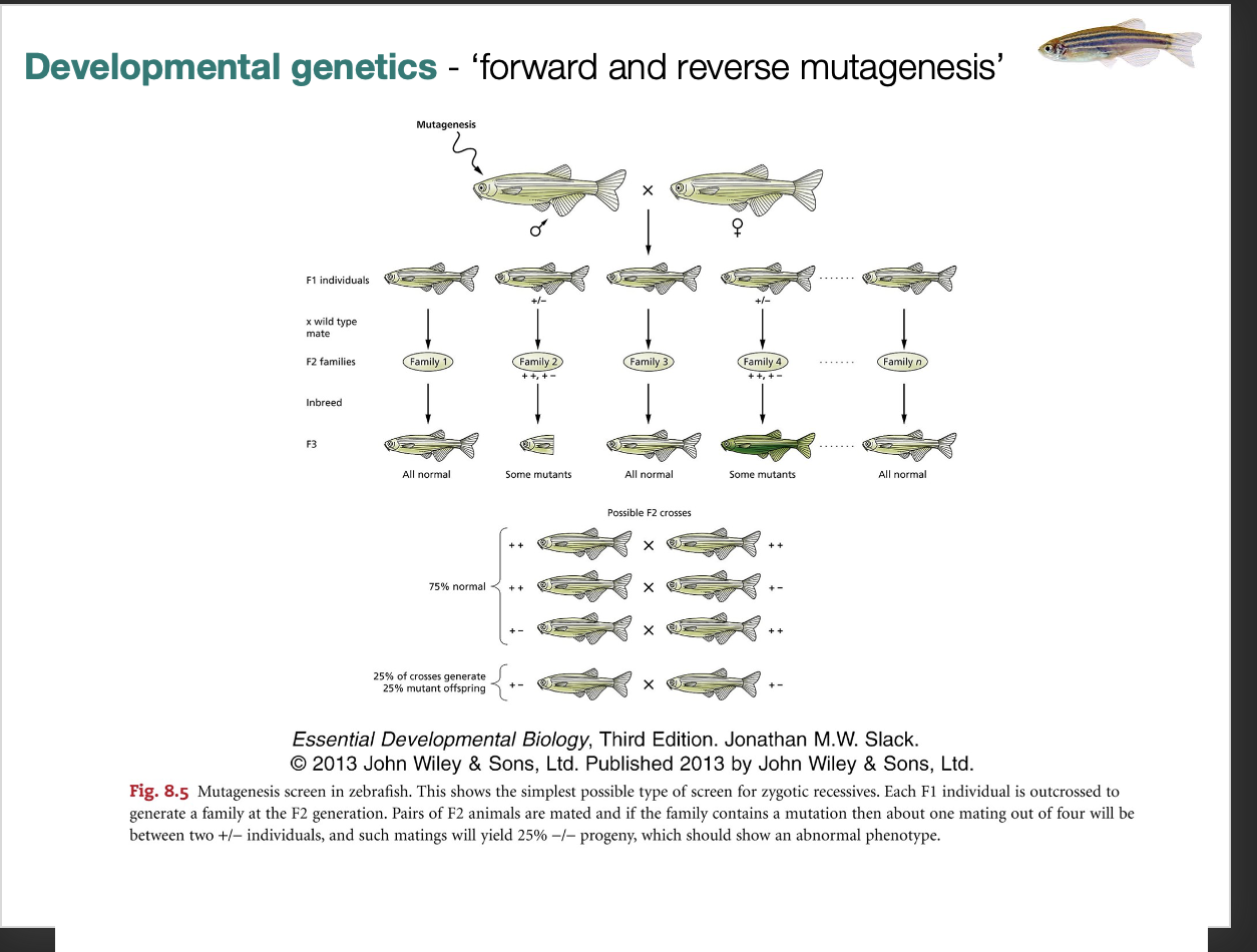 <ul><li><p>Forward</p><ul><li><p>find a phenotype</p></li><li><p>find the gene responsible</p></li></ul></li><li><p>Reverse</p><ul><li><p>Known gene</p></li><li><p>alter with CRISPR (knockout)<br>find what phenotype it is responsible for</p></li></ul></li><li><p><strong>TECHNIQUE: ZEBRAFISH have much mutant data</strong></p></li><li><p>many mutagenesis screens</p></li></ul><p></p>