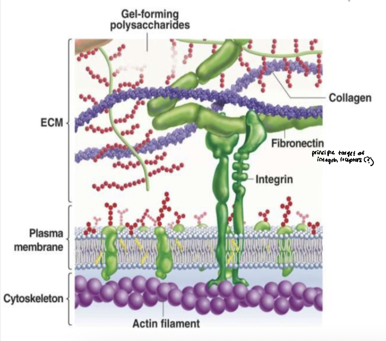 <p>T/F: Cells can sample and “sense” the ECM through transmembrane adhesion receptors (integrins) which then communicate to the cytoskeleton </p><ul><li><p>instructs cells how to behave within their environment </p><ul><li><p>cell convert mechanical properties of the ECM into biochemical signals </p></li></ul></li></ul><p></p>