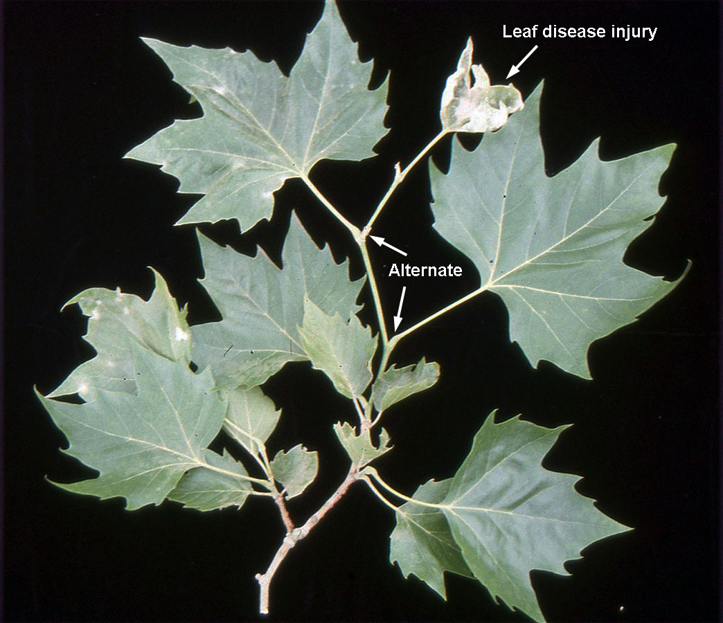 <p>Large deciduous tree with a broad spreading crown. Distinctive exfoliating bark peeling in irregular patches to reveal mottled cream, olive, gray, and tan inner bark beneath. Alternatively, large, maple-like leaves with 3-5 broad lobes, typically 4-10” wide. Round bristly seed balls. </p>