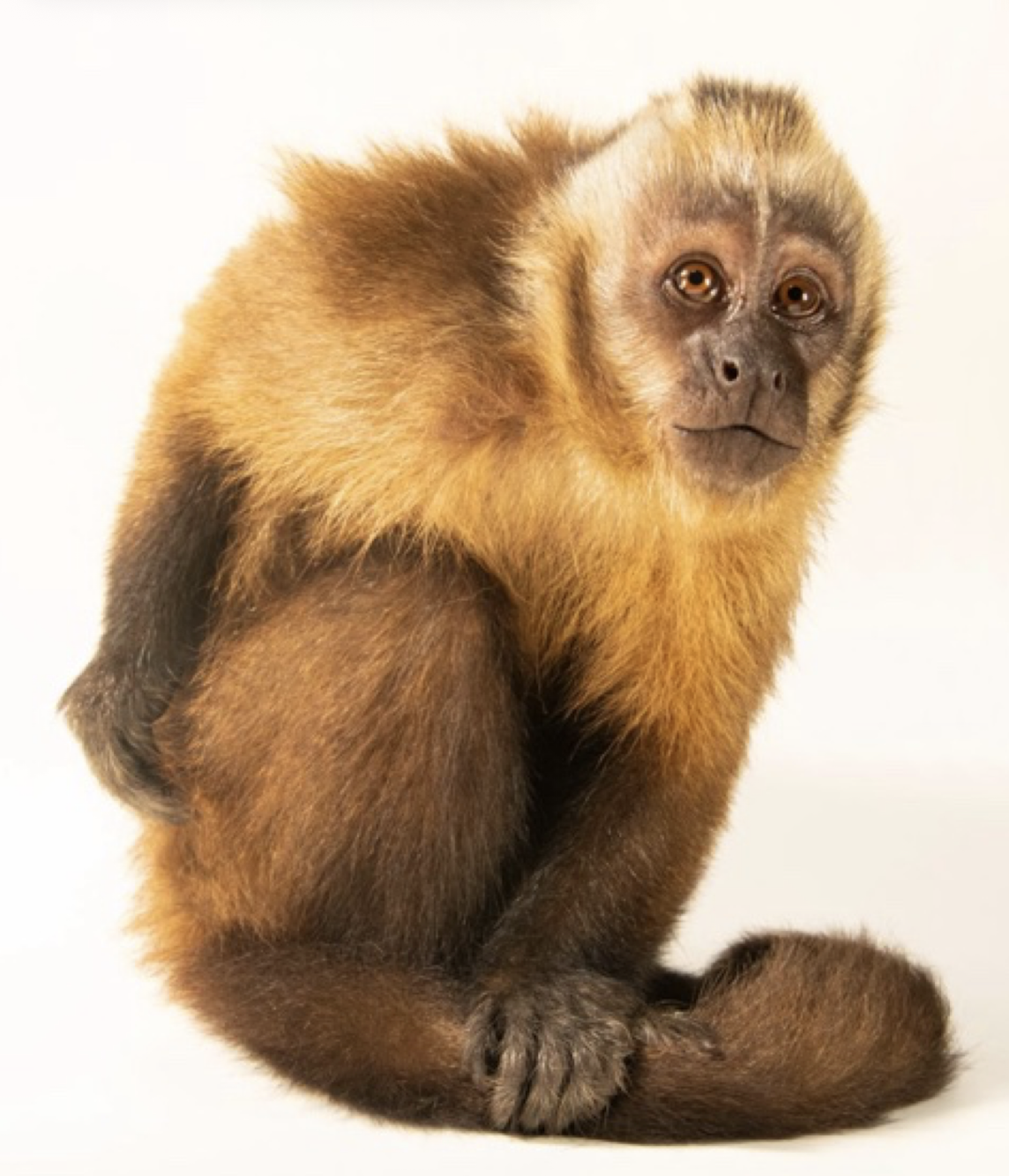 <p>capuchin monkeys </p>