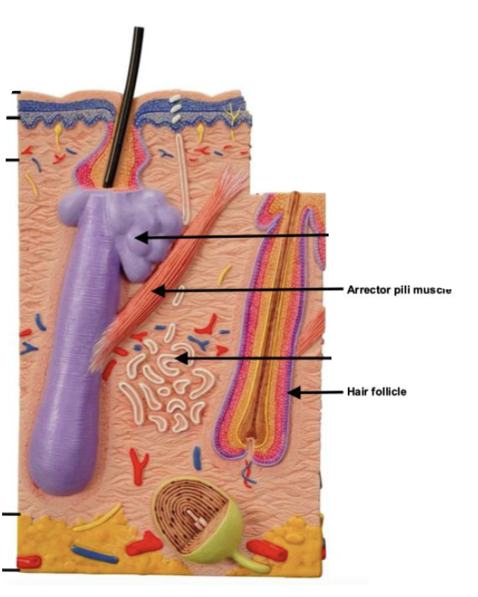 <ul><li><p>hair follicle: oblique tube w/ epithelial sheath surrounded by CT</p></li><li><p>arrector pili muscle</p></li></ul><p></p>