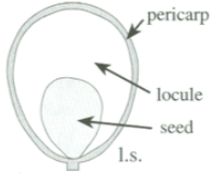 <p>pericarp is inflated at maturity, resulting in a large locule</p>