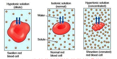 <p>equal solute concentrations inside and outside the cell (net movement of water is 0)</p>