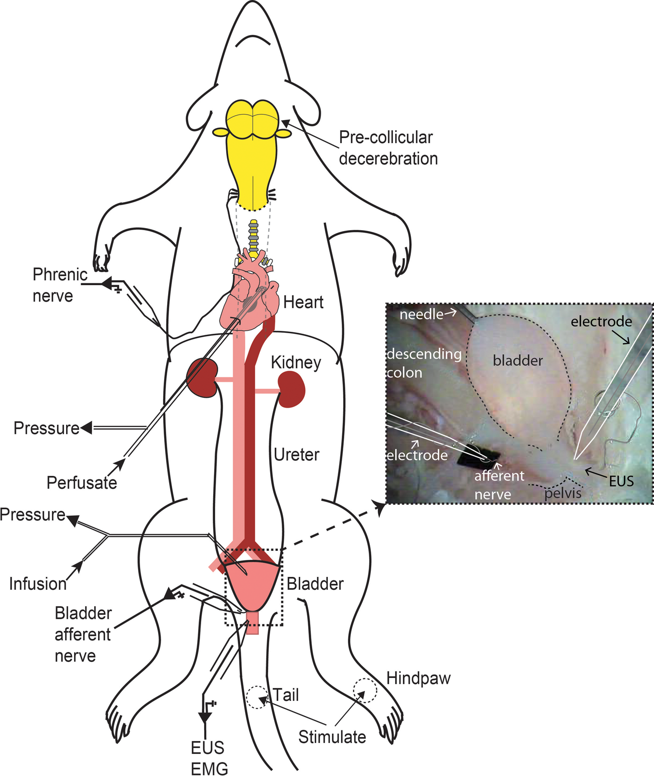 <p>Urinary Bladder</p>