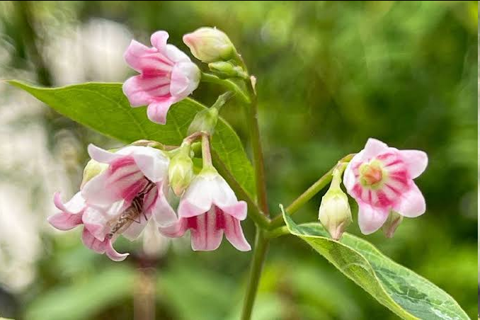 <p><span style="font-family: "Open Sans"; font-size: large;"><strong><u>Apocynum androsaemifolium - (Spreading dogbane)</u></strong></span></p>