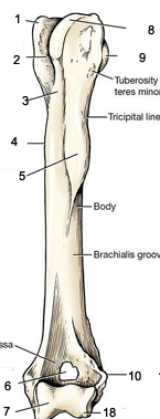<p><span>Identify bone, side, view, and number 2</span></p>