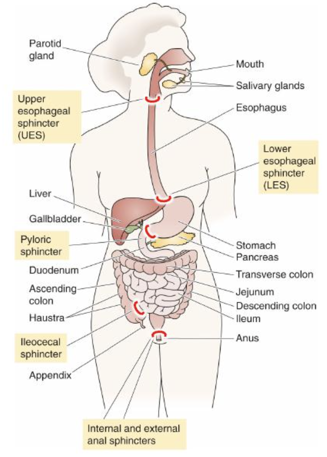 <ul><li><p>End of stomach</p></li><li><p>Controls chyme entering the duodenum</p></li></ul><p></p>