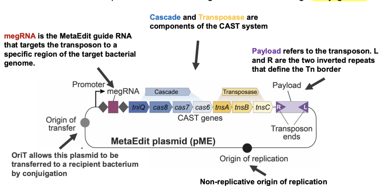 <p>1) delivery</p><ul><li><p>DNA has to make it in efficiently without getting degraded by gut, other bacteria, chemicals, immune responses, washout</p></li><li><p>bc of all this, use <strong>conjugation</strong> </p></li><li><p>MetaEdit, megRNA decides where delivery happens</p></li></ul><p></p><p>2) persistence of engineered bacteria</p><ul><li><p>can be transferred then lost</p></li></ul><p></p>