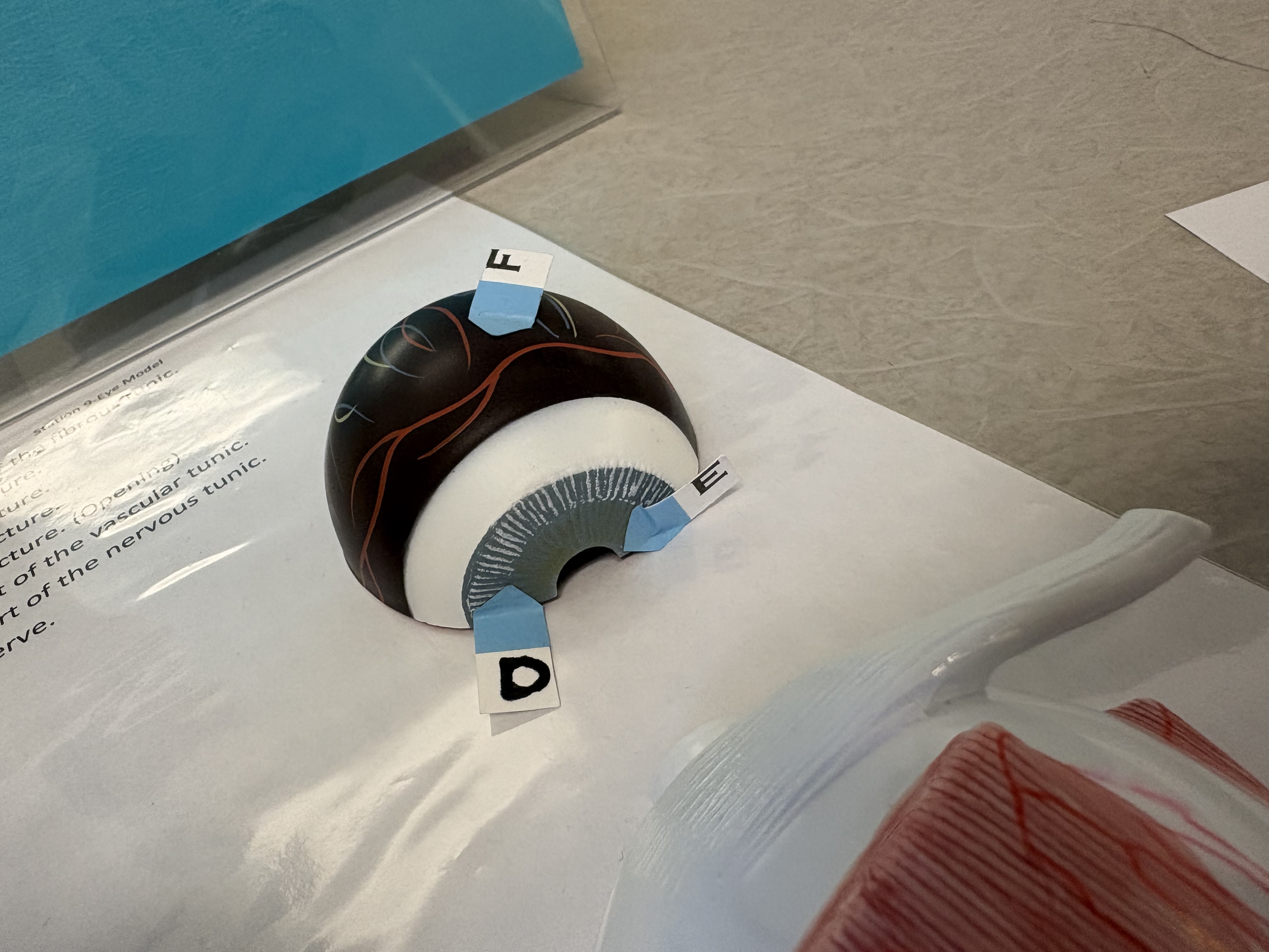 <p>E. identify this structure (opening)</p>