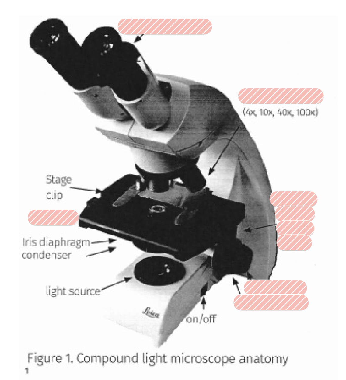 <p>Label the: </p><ul><li><p>Ocular lenses </p></li><li><p>Objective Lenses </p></li><li><p>Stage </p></li><li><p>Fine focus </p></li><li><p>Coarse focus </p></li><li><p>Stage adjustment knobs </p></li></ul><p></p>