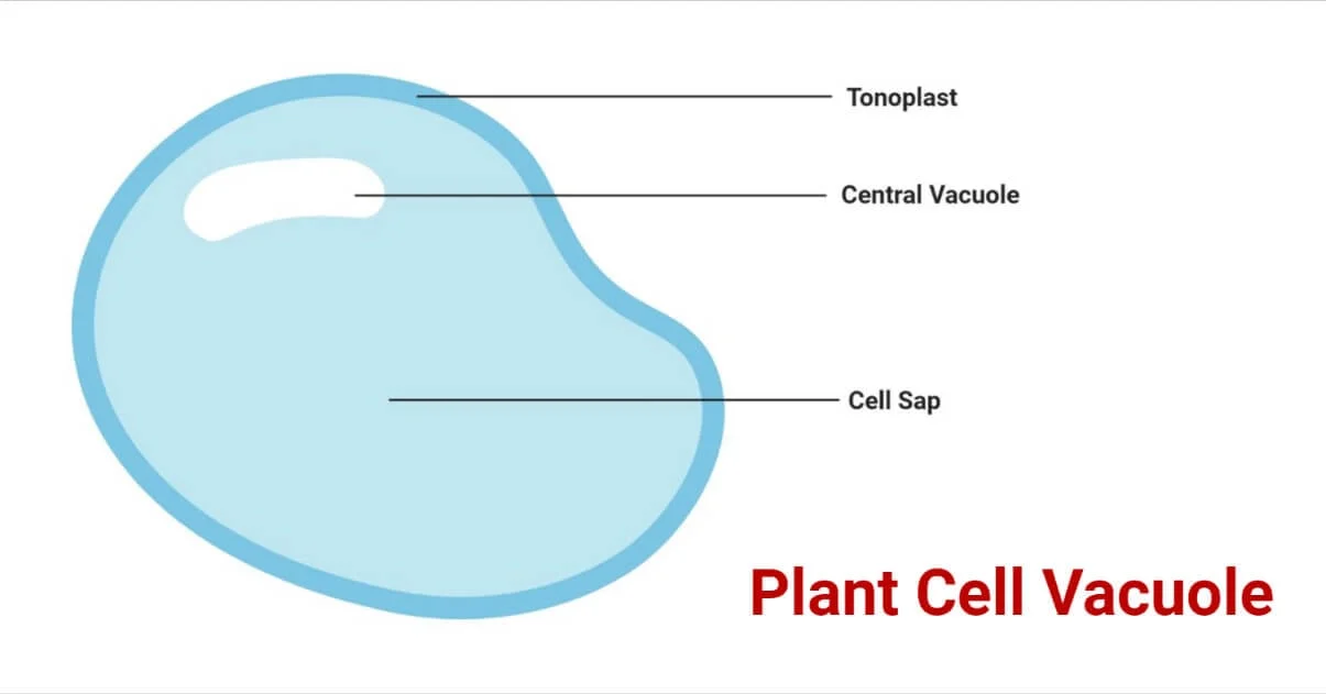 <p>Vacuole</p>