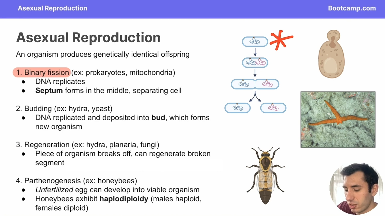 <p>Replication occurs during cell division</p>