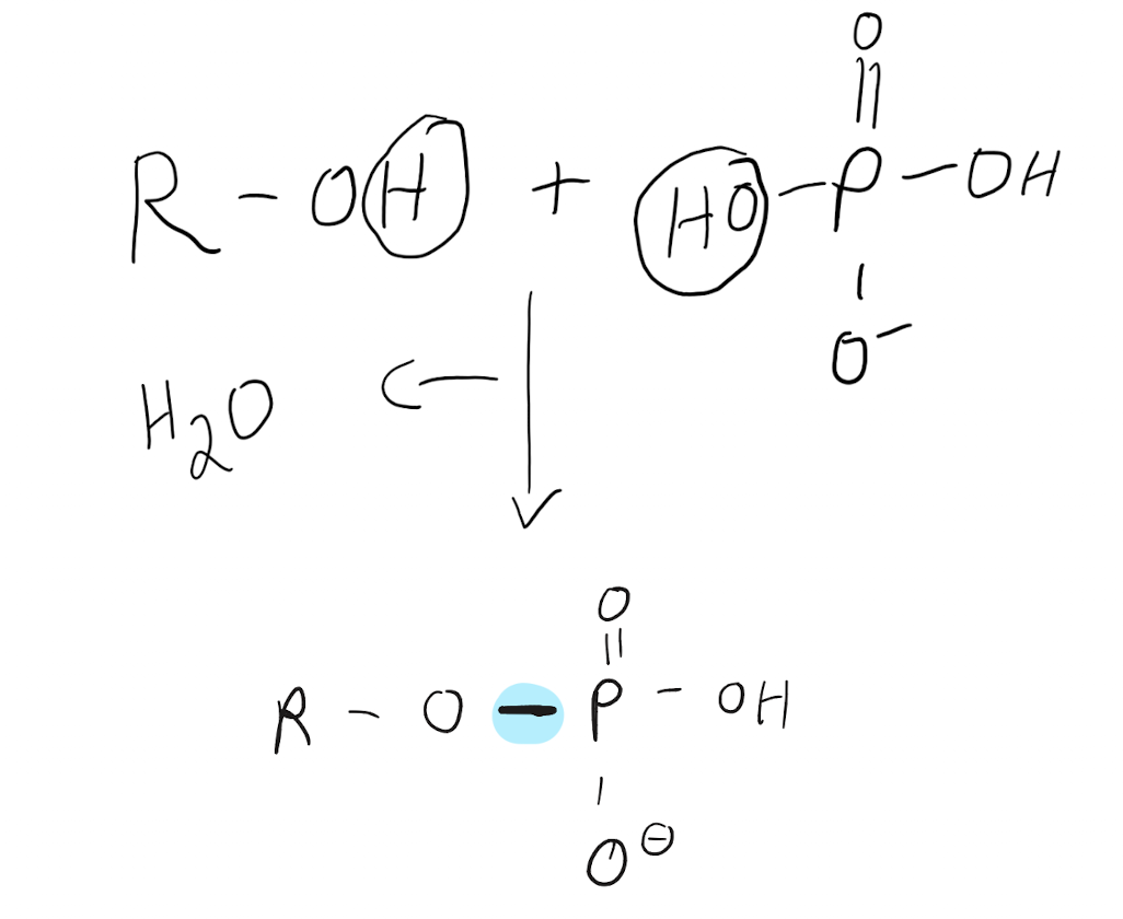 <p>A hydroxyl is removed from the phosphate group and a hydrogen is removed from a hydroxyl group (from R group) in a dehydration reaction, precipitating a water molecule. The oxygen attached to the R group bonds with the central phosphorus atom, forming the C-O-P phosphoester linkage </p>
