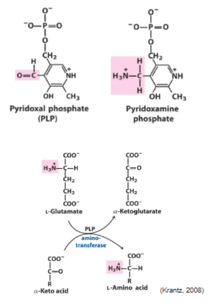 <p>Key cofactor for AA biosynthesis </p><p>Active form of VB6 involved in transamination </p><p>Binds to transaminase and acts as amine carrier </p>