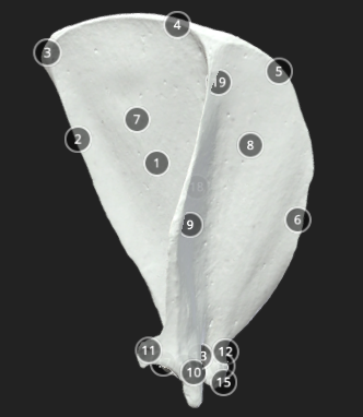 <p>Scapula anatomy #8</p>