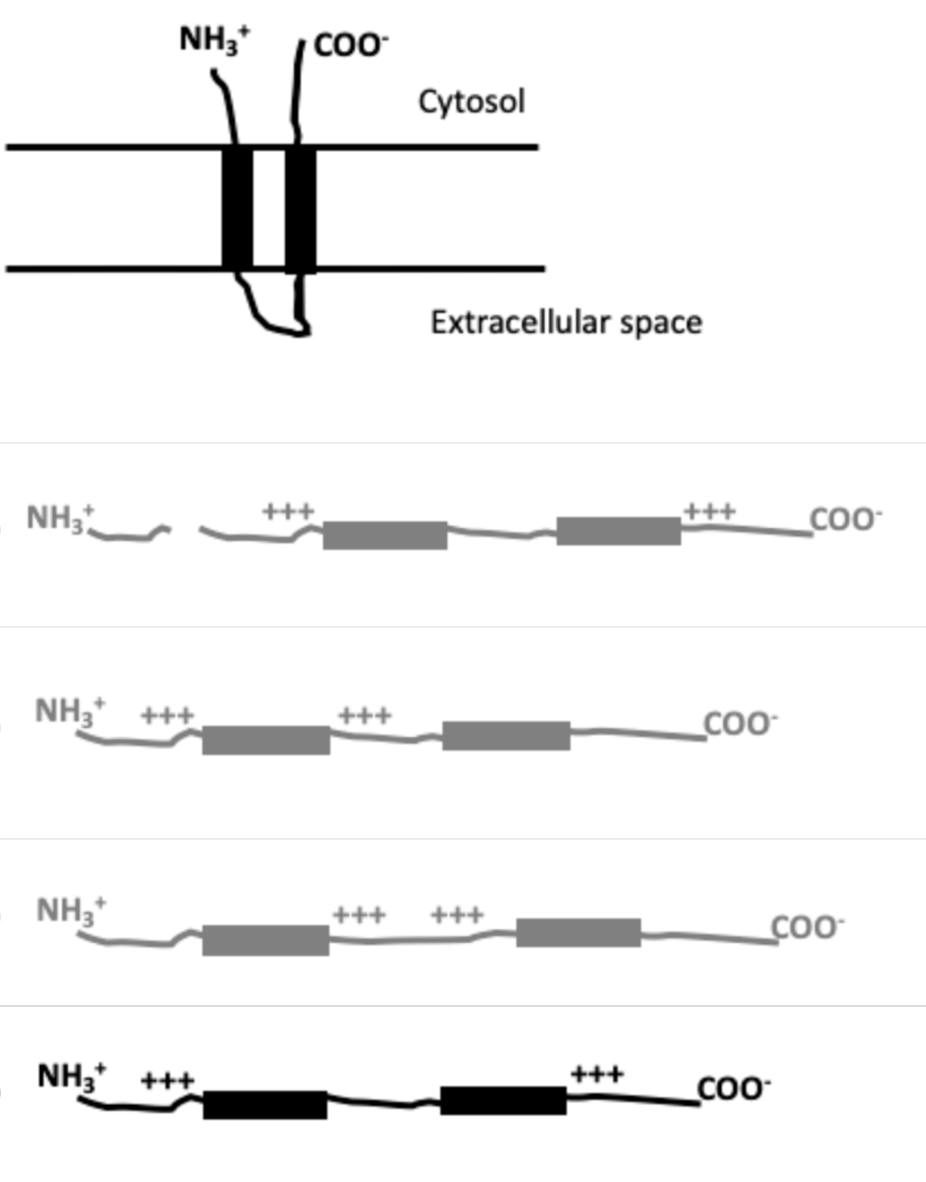 <p><span>Which of the following linear sequences corresponds to the protein drawn below?</span></p>