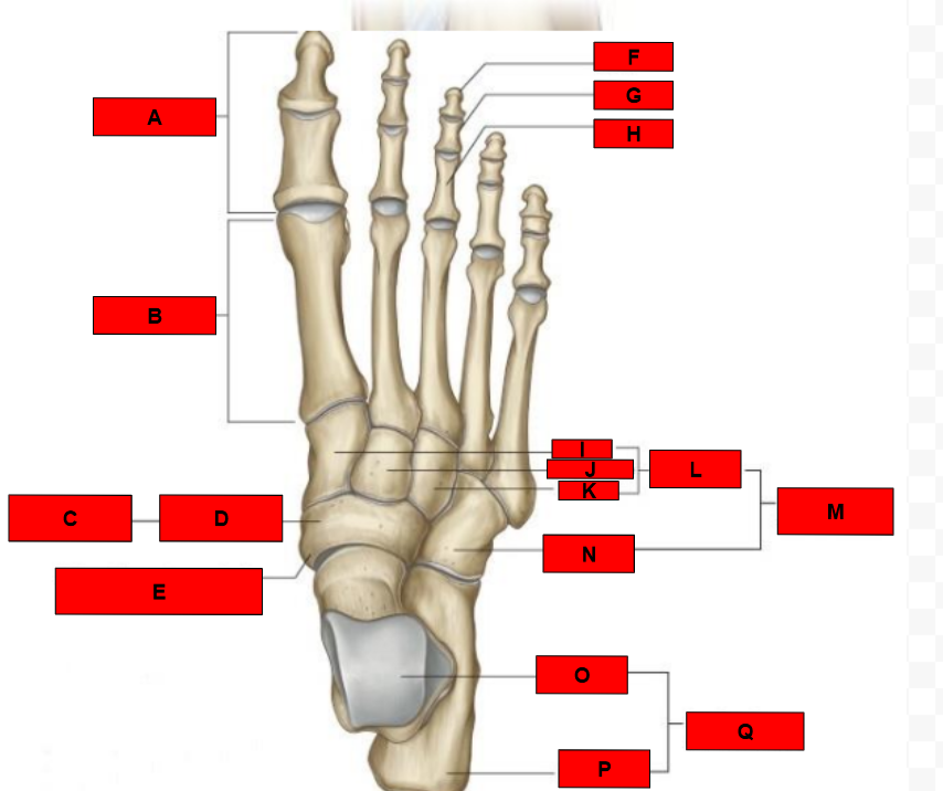 <p>What is indicated by K?</p>